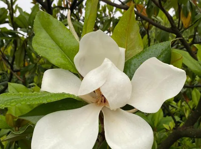 Back To Pobri-opatija 奥帕提亚